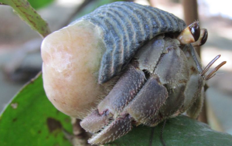 An adult male hermit crab of the species <em>Coenobita compressus</em> ambling along on a leisurely stroll.