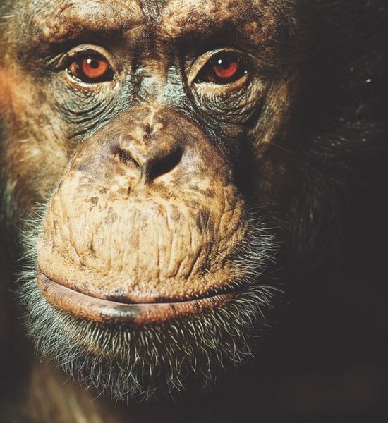 Carl, an alpha-male chimpanzee at Copenhagen Zoo and one of the participants in the study.