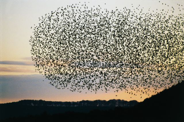 Studies suggest that flocks of migrating birds, like starlings, exploit quantum effects for navigation.