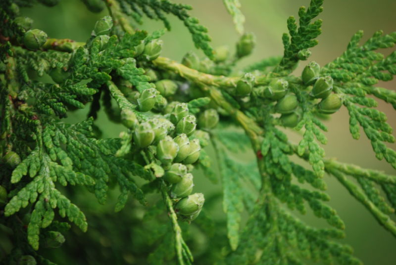 Closeup image of cedar buds.