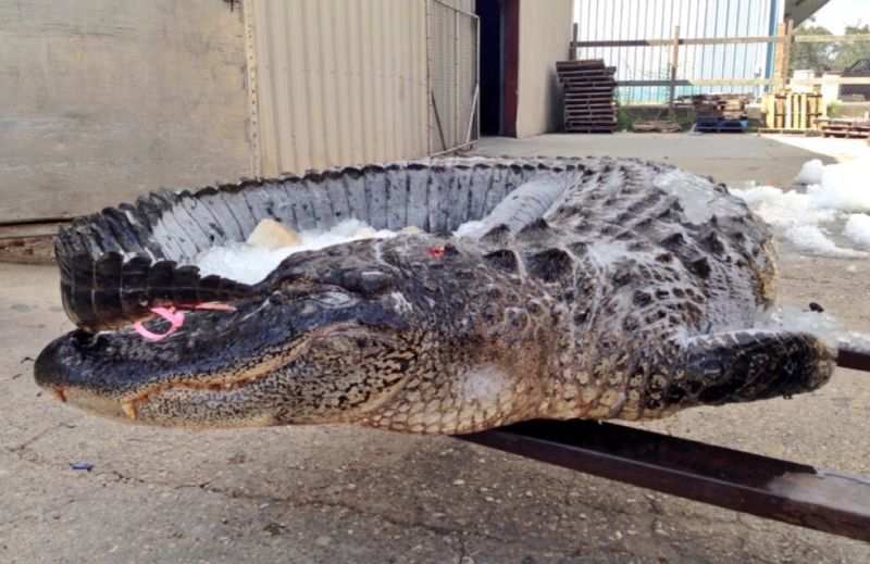 An alligator whose tissues were analyzed for this study. The sample was provided to the researchers by the Landry family. Several family members regularly appear in the History Channel's unscripted series <em>Swamp People</em>.