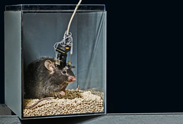 A research mouse fitted with a superlight electrode monitoring the neurons in its brain. It's just one of several recently developed techniques for imaging neurons in much greater detail.