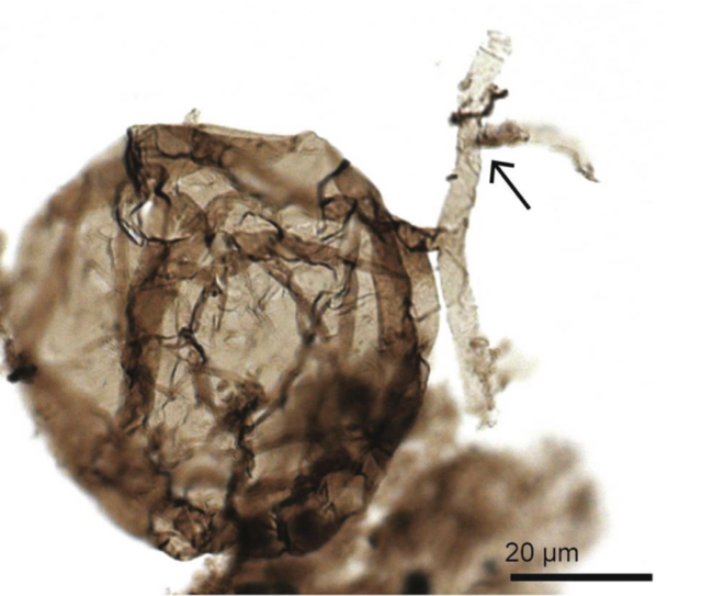 An arrow highlighting the right-angle branches of the hollow tube system formed by the early fungus.