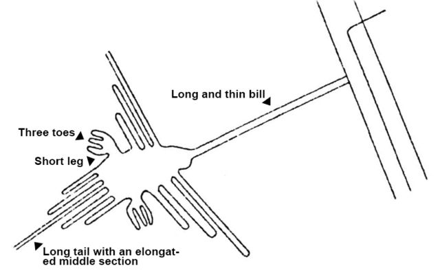 According to Eda and his colleagues, the geoglyph previously identified as a hummingbird (Geoglyph No. PV68A-CF1) is actually a close relative called a hermit, largely based on its long, straight tail.