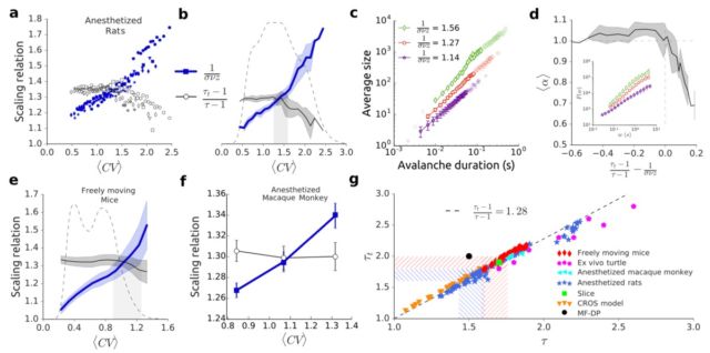 Signatures of criticality as a function of cortical spiking variability across several different species.