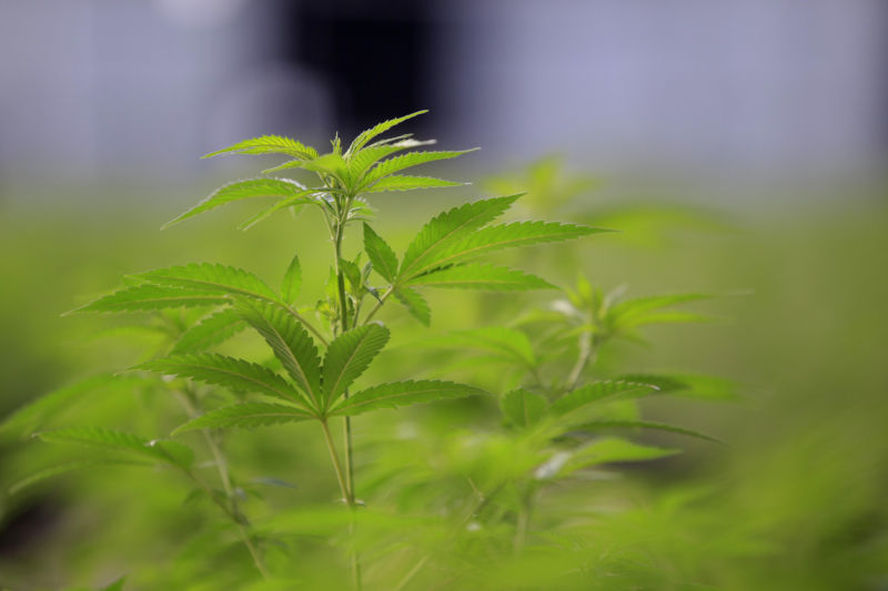 Marijuana plants grow in a greenhouse in Colorado, not for research.