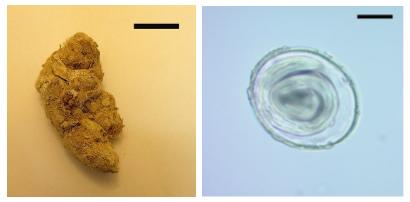 The object on the left is a 16,500-year-old puma coprolite. The object on the right is a roundworm egg; T. leonina eggs range from 70 to 99 micrometers in diameter.