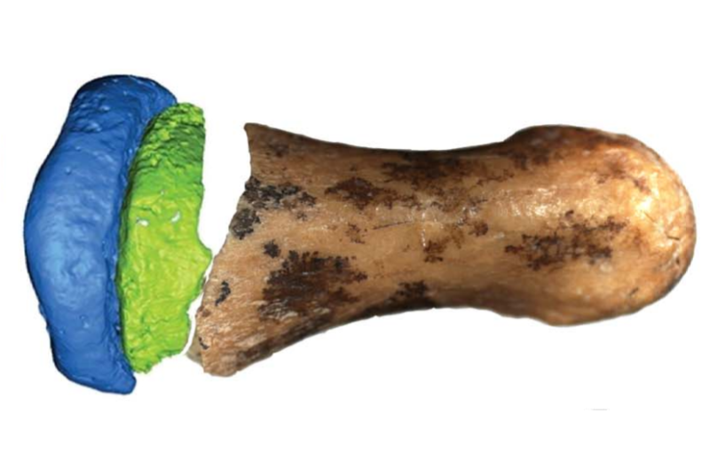 Composite image of a photo of part of a finger bone and a digital model of the rest, on a white background.