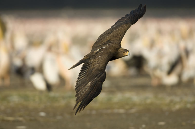 A bird of prey flies across a blurred landscape.