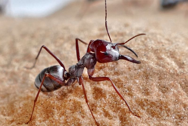 A soldier Saharan silver ant (<em>Cataglyphis bombycina</em>) in the desert at Douz, Tunisia.