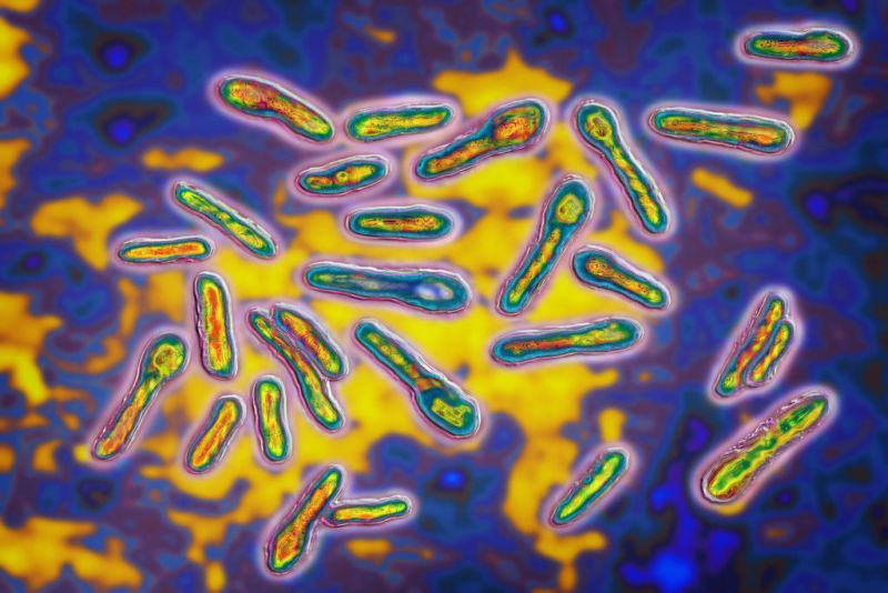 False color microscope image of bacteria.