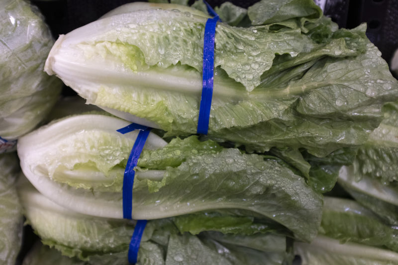 A close-up of freshly spritzed heads of romaine lettuce bound by blue ties.