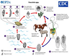 Liver fluke life cycle.