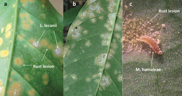 Elements of coffee rust disease.