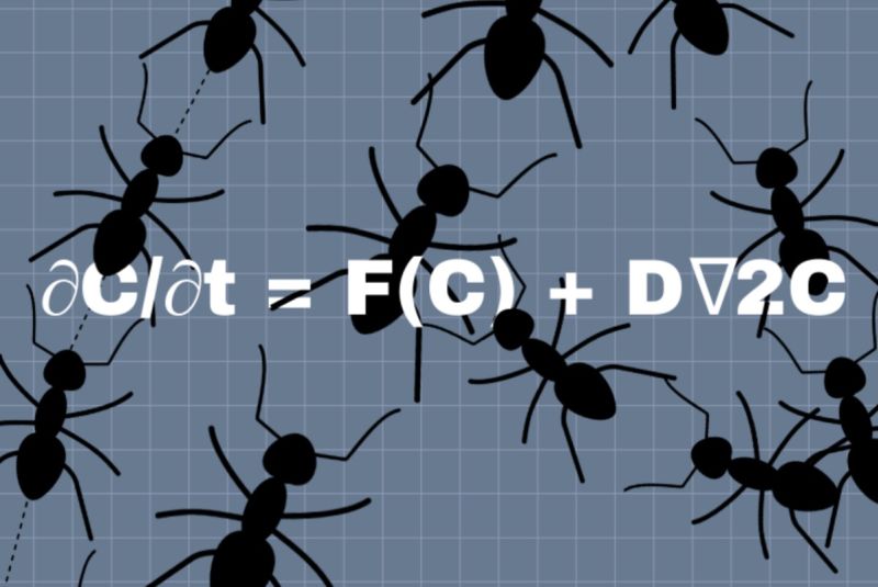 A recent study by University of Michigan researchers found evidence of Turing patterns in the movement of Azteca ant colonies on coffee farms in Mexico.