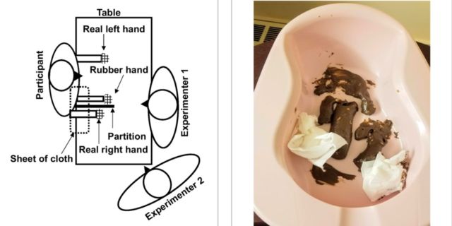 (left) Schematic of rubber hand experimental setup. (right) The "disgust stimulus," aka fake feces (actually a mixture of chocolate and peanut butter).