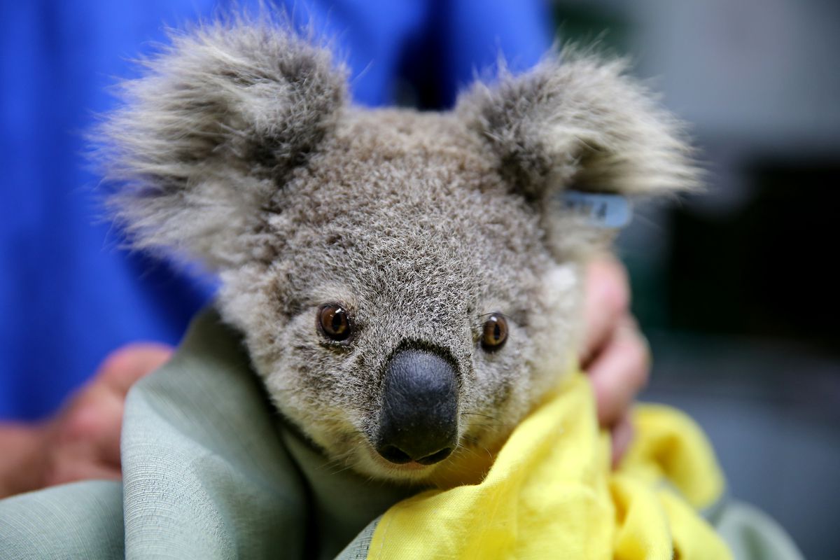 Koala Hospital Works To Save Injured Animals Following Bushfires Across Eastern Australia