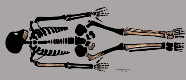 These are the pieces of DH7's skeleton recovered so far.