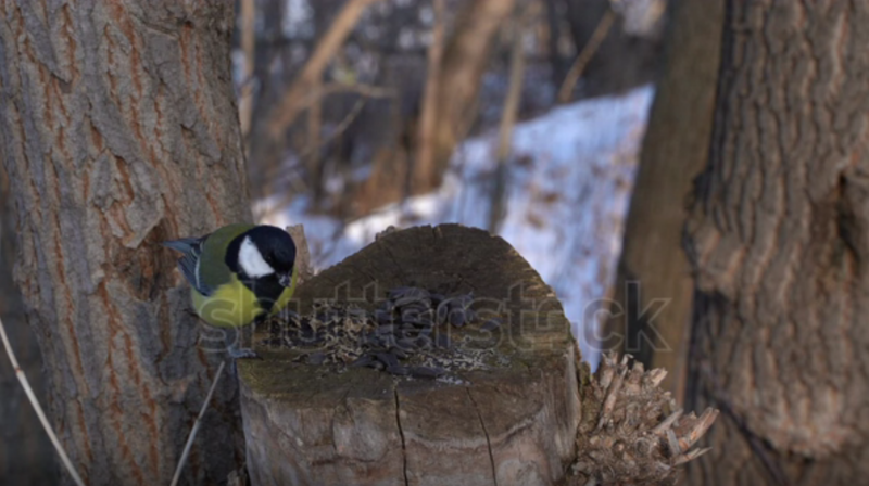 A screenshot from a shutterstock video of a tit. Bing linked to the video with the caption "big tits stock video footage."