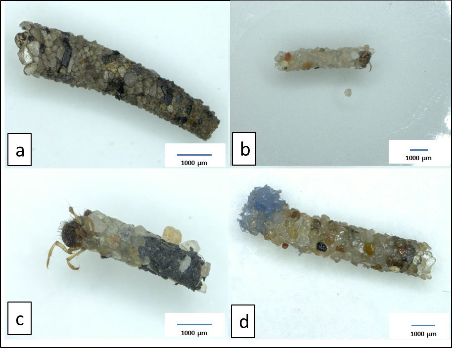 Some examples of caddis fly cases. Image A was collected from the wild, and B was built from sand by a larva in the lab. In image C, the larva has incorporated black PVC particles. And in D, it's blue PET particles.