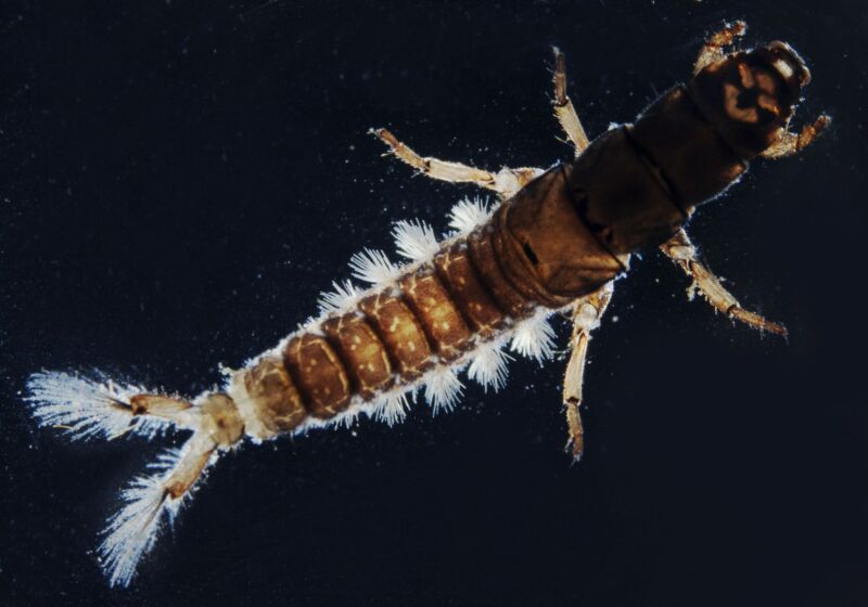 Caddis fly larvae are now building shelters out of microplastics