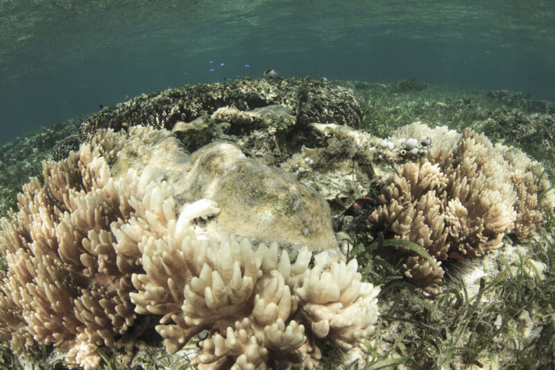 Underwater photograph of gray and white coral.