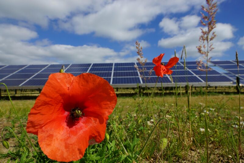 Wildflowers bloom in abundance around solar panels.