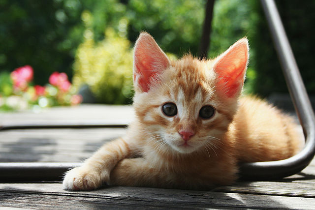 Cats can transfer a variety of infections, including MRSA, toxoplasmosis, ringworm, and hookworm.