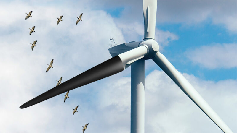 Bird deaths down 70 percent after painting wind turbine blades