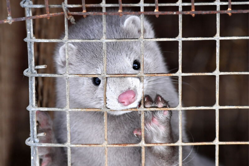 A mink puts his paw on his cage.