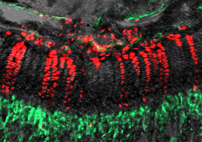 Microscope image of fluorescent cells.