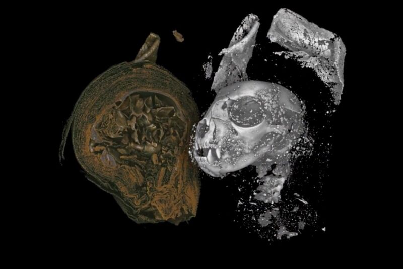 Scientists have digitally unwrapped three mummified animals from ancient Egypt using Micro CT scanning. Above: Digital unwrapping of a mummified cat's head, likely a strangled kitten.