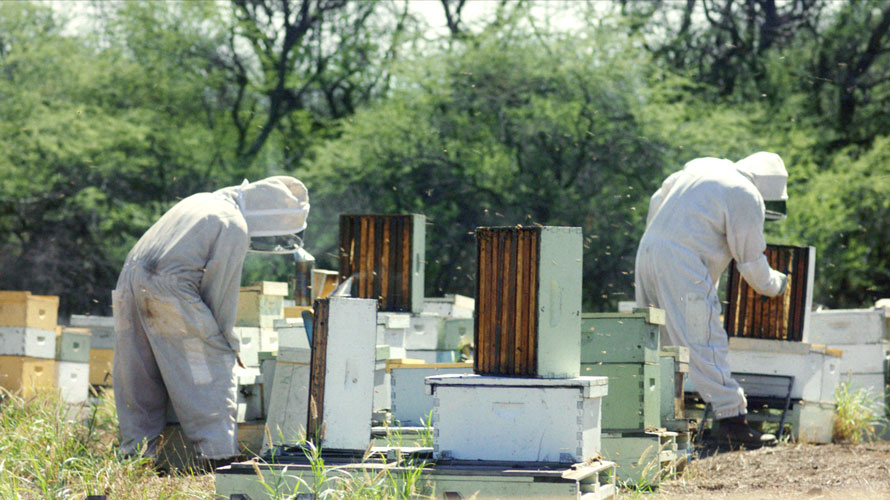 two people in bee suits harvesting honey