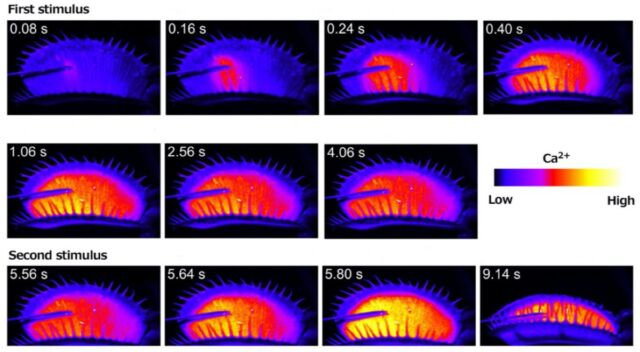 Visualization of the changes in intracellular calcium concentration of the Venus flytrap, using the fluorescent GCaMP6 calcium sensor, following stimulation with a needle.