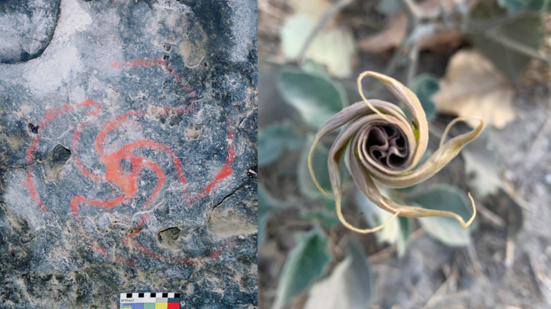 This red pinwheel image (left), which is around 500 years old, may depict the unfurling petals of a datura flower (right).