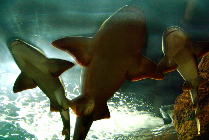 Basking sharks in the aquarium, Loro Parque, Tenerife, Canary Islands, 2007.