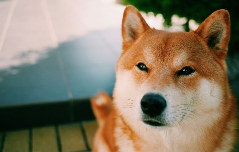 Close-Up Of Brown Shiba Inu