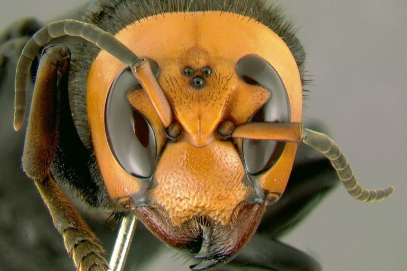 Extreme close-up photograph of terrifying insect.