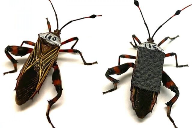 To study the damage inflicted during wrestling matches between male giant mesquite bugs, the researchers outfitted some of them with body armor consisting of patches of faux leather glued onto their backs.