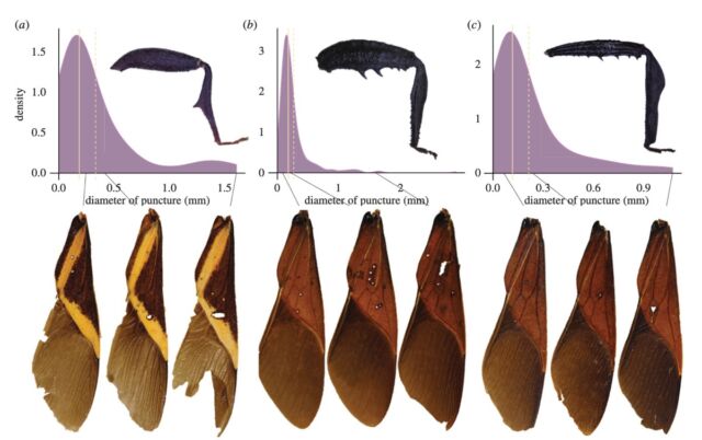 A sampling of the damage inflicted on mesquite bug forewings by opponents' leg spikes.