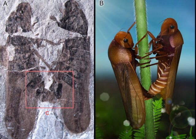 Forever love: These two froghoppers, discovered in 2013, were caught in the act of copulating and preserved for more than 165 million years.