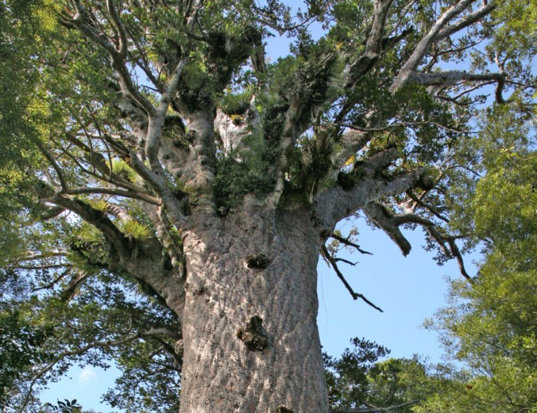 Image of a large tree