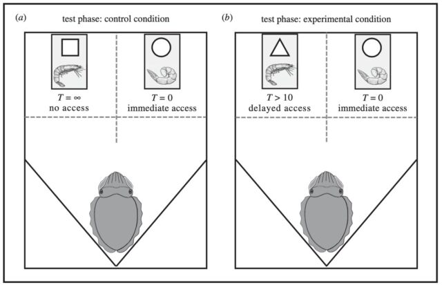 Schematic of the test conditions in the delay maintenance task: (a) control condition, and (b) experimental condition.