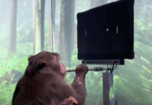 Pager, a 9-year-old Macaque, plays MindPong with his Neuralink.