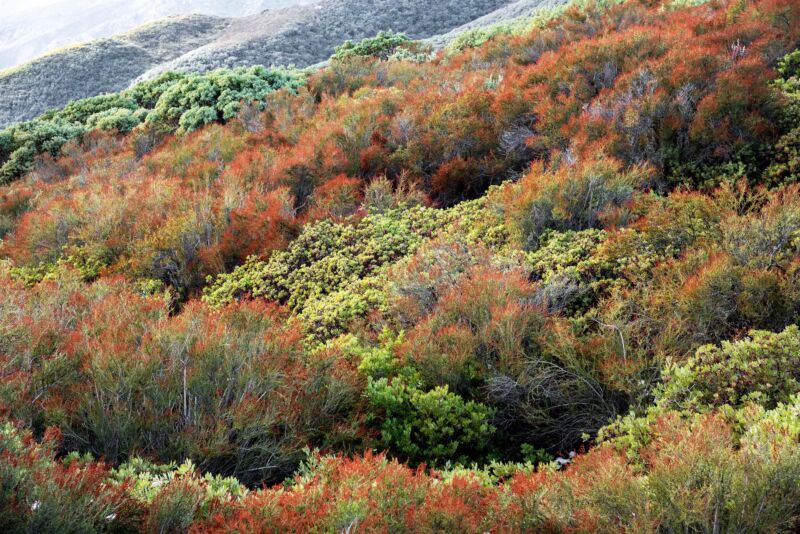 A shrub-covered hillside.