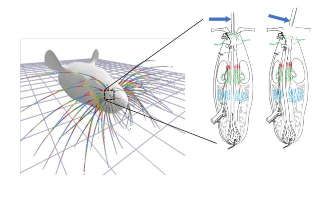 Mechanics is key to a whisker's tactile sensation. When a whisker is deflected, its deformation profile within the follicle determines the activity of different groups of mechanoreceptors.