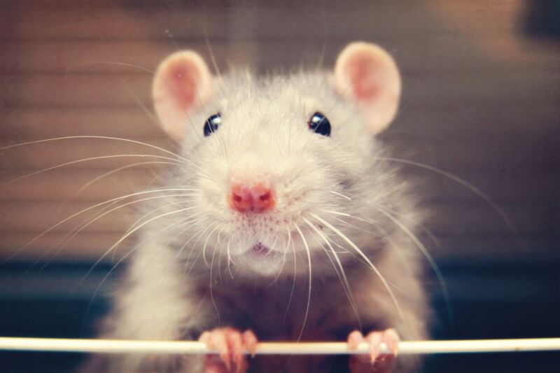 Photograph of a lab rat's adorable face.