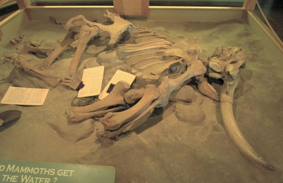 The bones of a pygmy mammoth.