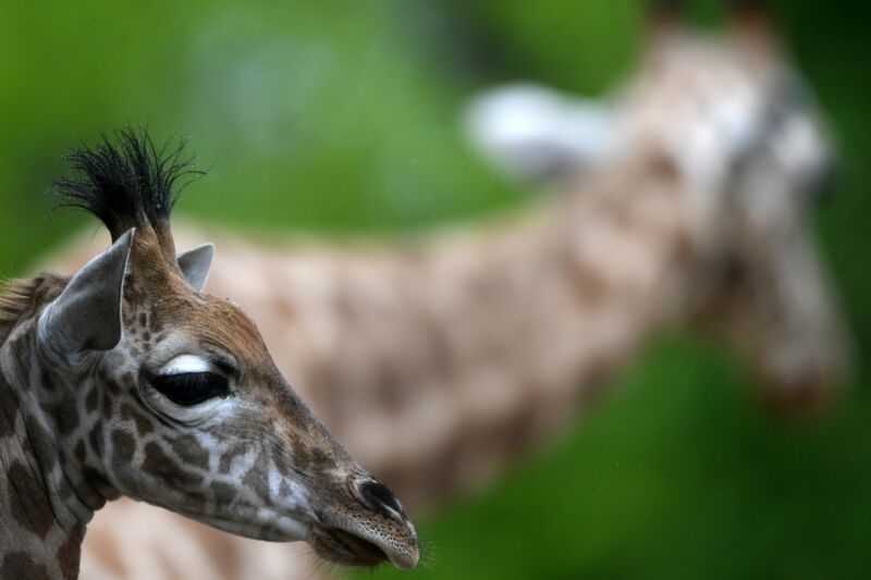 A full-grown giraffe is out of focus behind a baby giraffe.