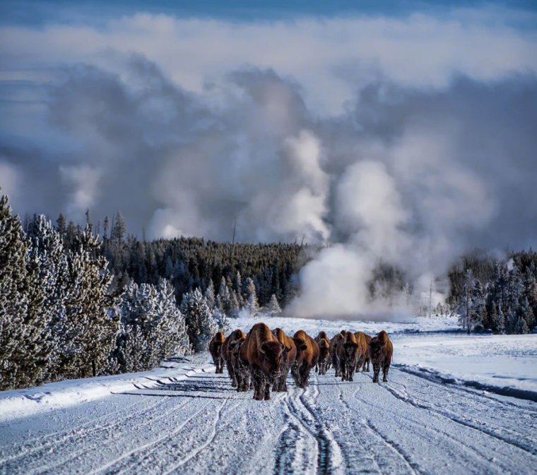 When the bison come back, will the ecosystem follow?